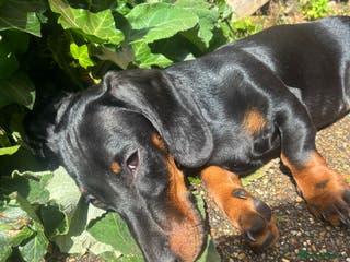 Miniature Dachshund dogs Rehoming miniature dachshund - Advert 5