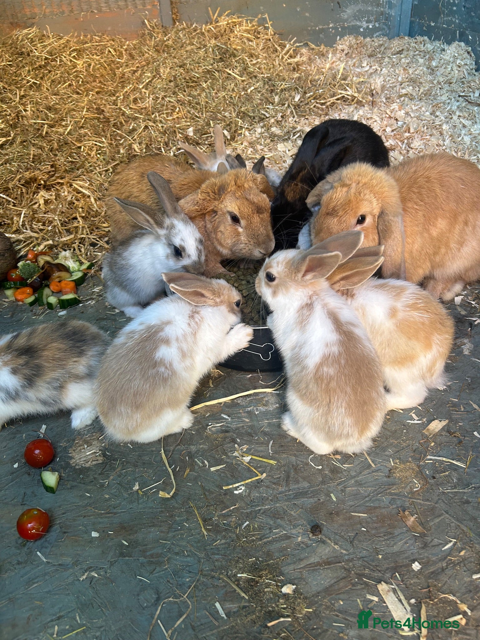 Mixed Breed rabbits Rabbits  - Advert 2