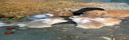 Mixed Breed rabbits for sale: Rabbits  in Gloucester - Advert 2