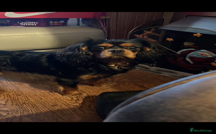 Cavalier King Charles Spaniel dogs - Advert 1