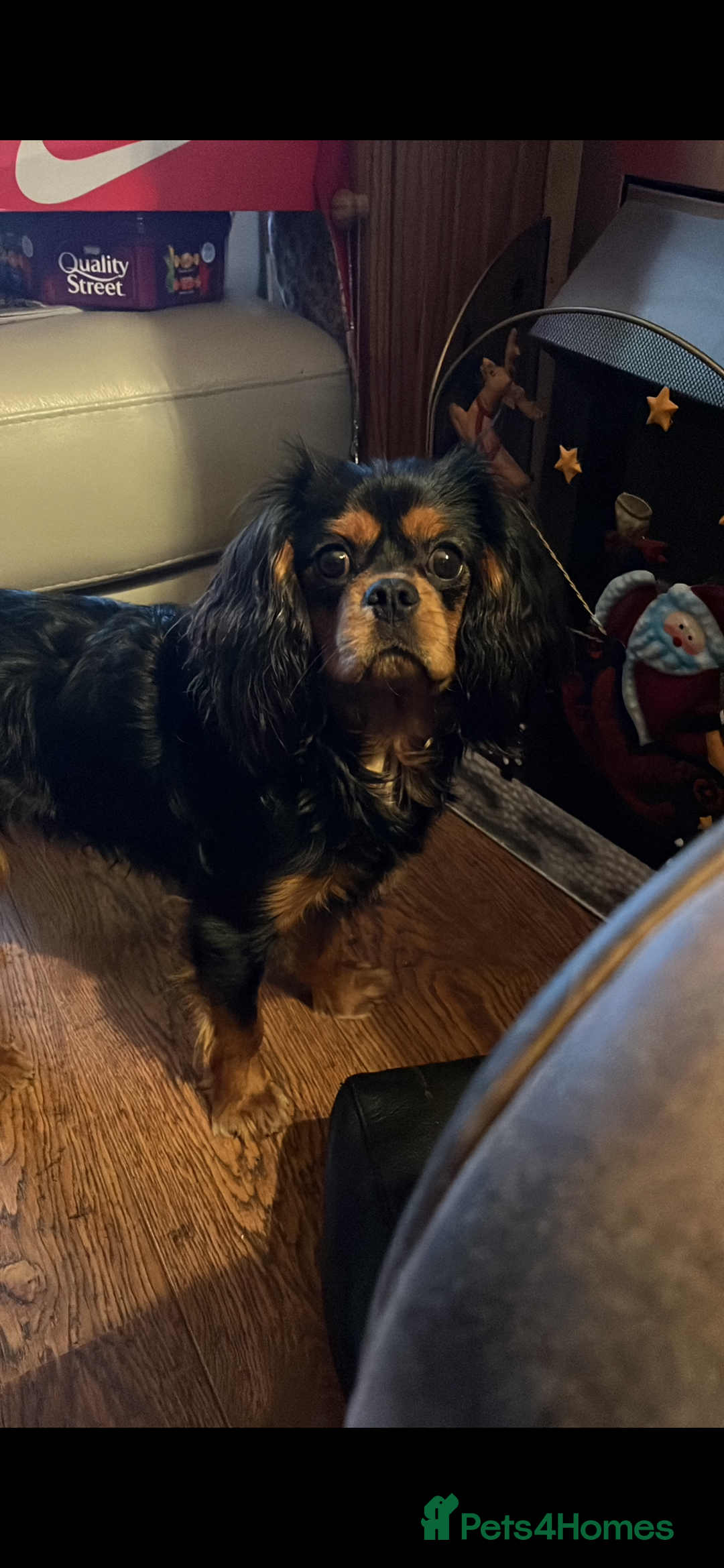 Cavalier King Charles Spaniel dogs for stud: Black/tan boy for stud - Advert 1