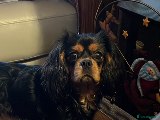 Cavalier King Charles Spaniel dogs Black/tan boy for stud - Advert 4