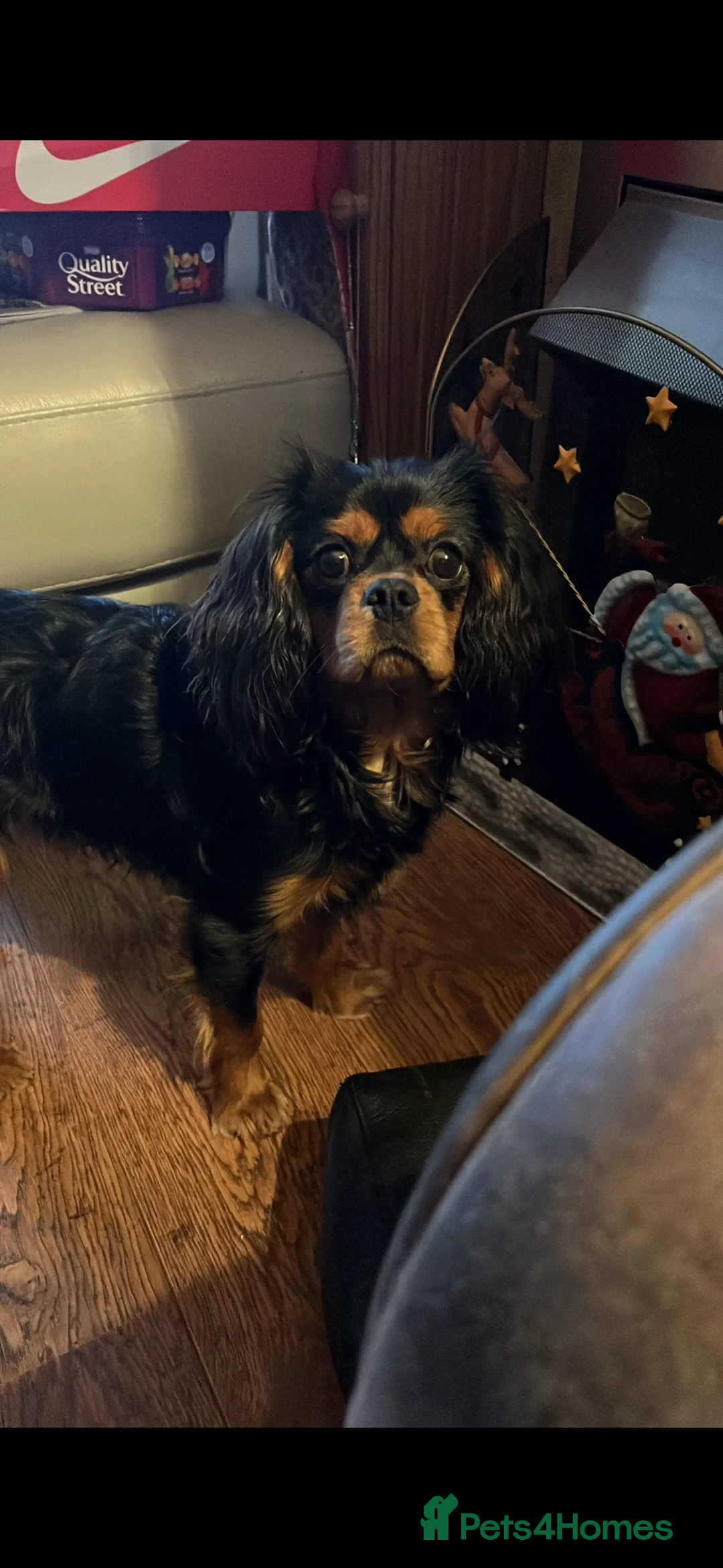 Cavalier King Charles Spaniel dogs for stud: Black/tan boy for stud - Advert 1