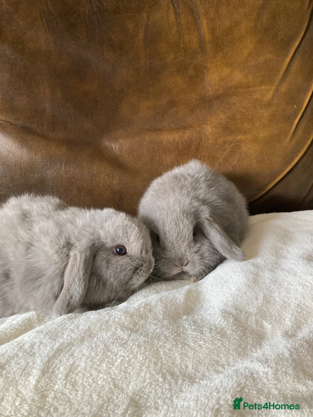 Mini Lop rabbits for sale: 2 Beautiful Female Mini Lops - Advert 2