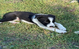 Border Collie dogs for sale: Last boy Border Collie puppy for sale - Image 17