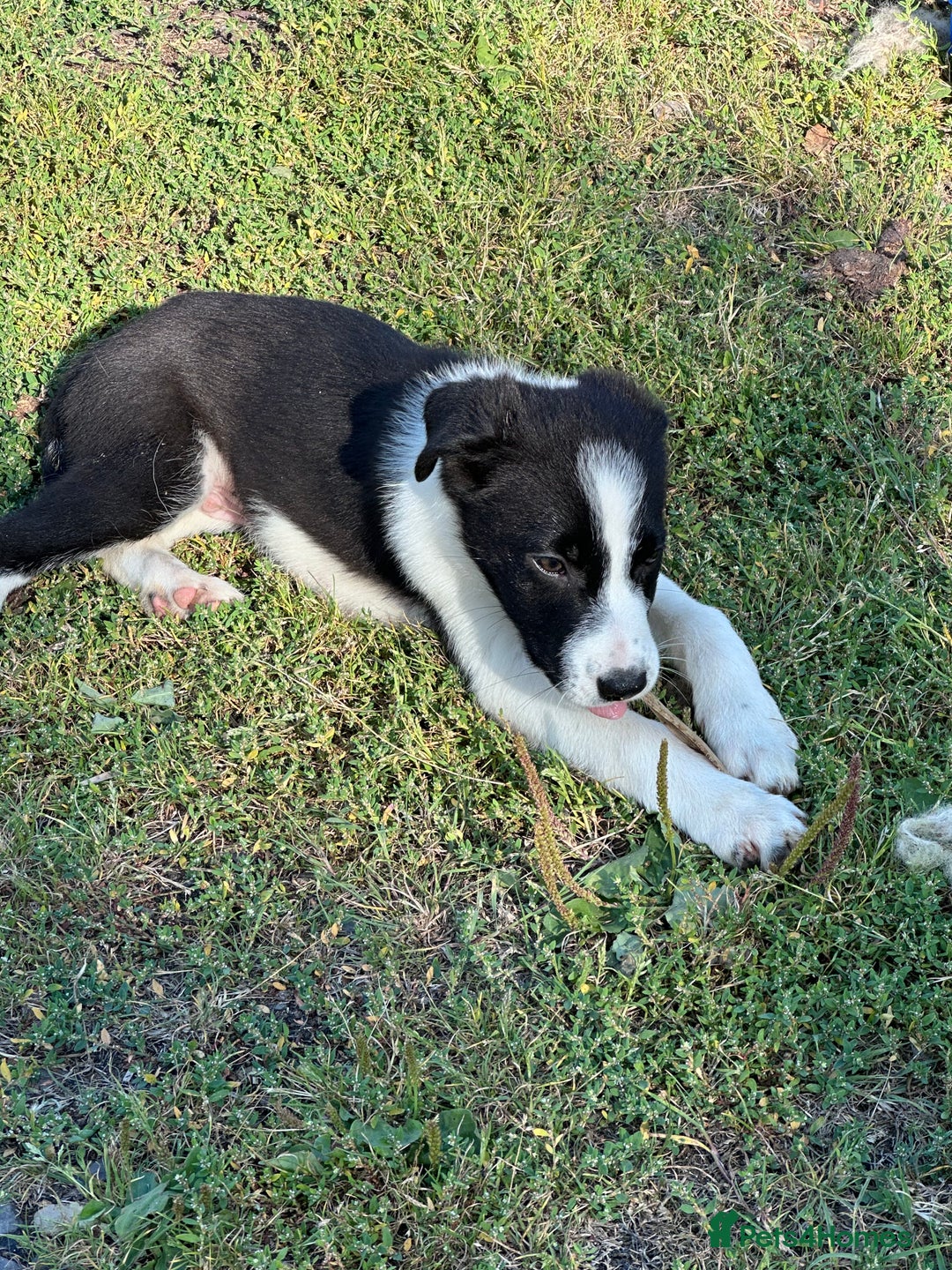 Border Collie dogs for sale: Last boy Border Collie puppy for sale - Image 17