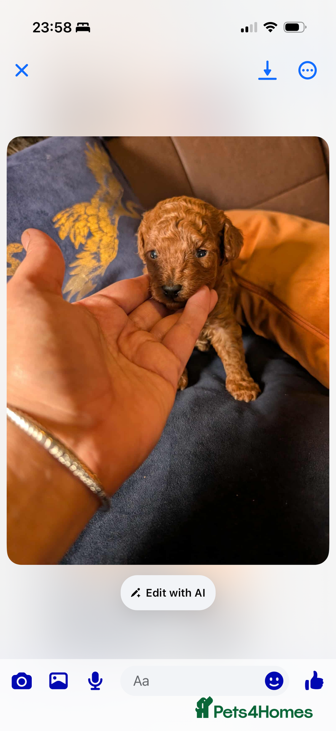 Toy Poodle dogs for sale: Red toy poodle puppies  - Advert 5