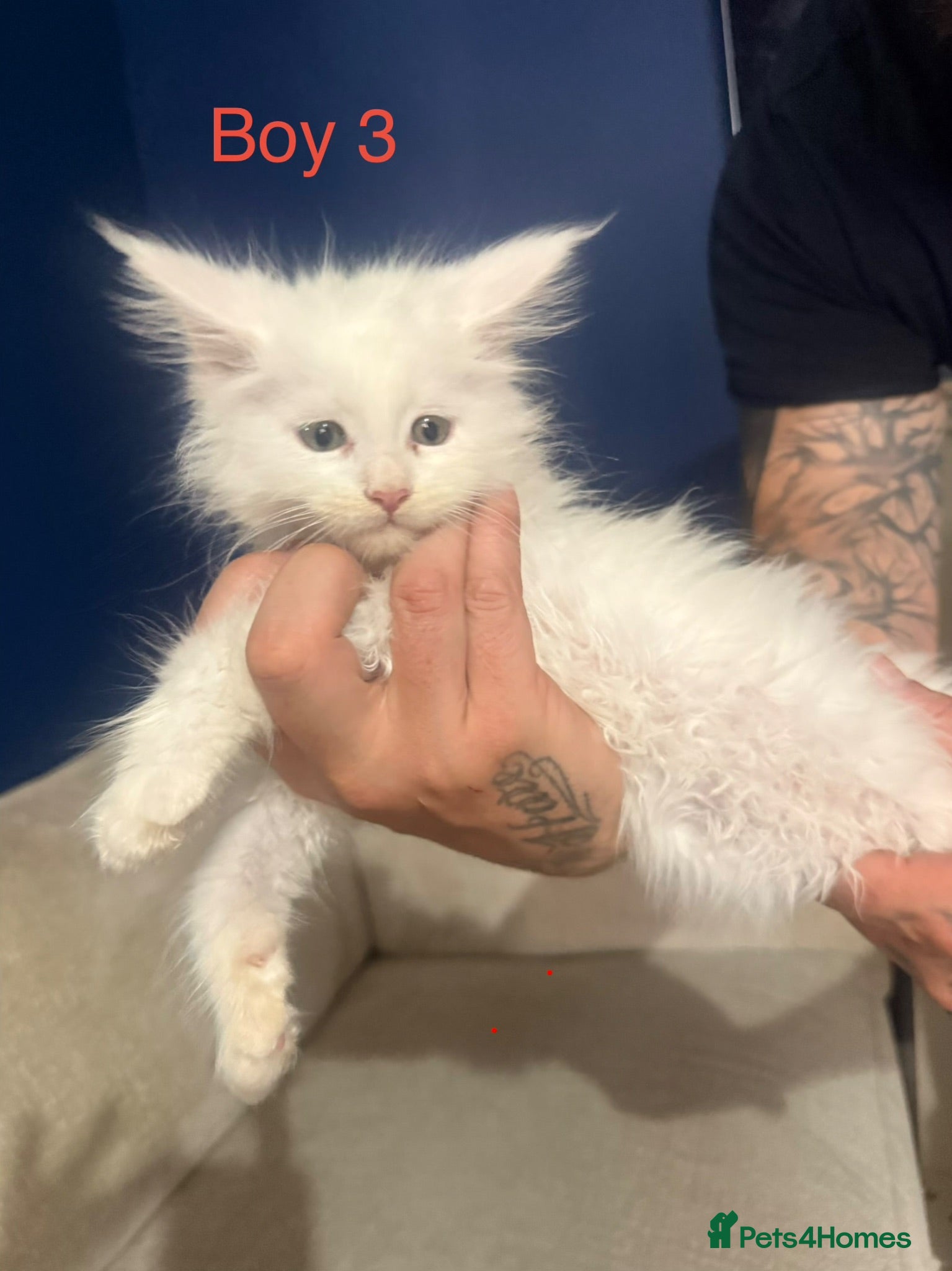 Maine Coon cats Stunning Pure bred tica registered Mainecoons  - Advert 10