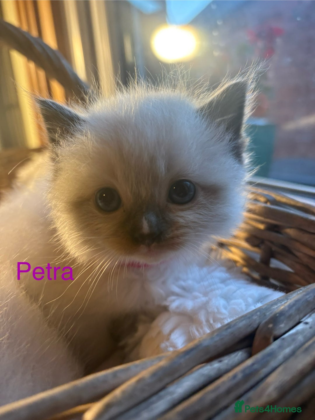 Ragdoll cats for sale: TICA Pedigree Ragdolls 💎✨ - Image 9
