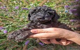 Cockapoo dogs for sale: EXCEPTIONAL HEALTH TESTED SHOW TYPE COCKAPOOS F1B - Image 30