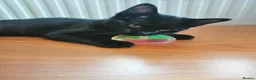Mixed Breed cats for sale: Perfect Ragdoll × Russian blue cat mix  - Advert 8