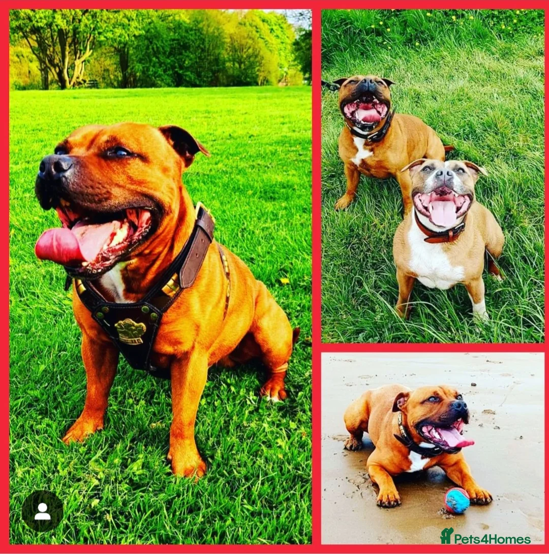 Staffordshire Bull Terrier dogs for stud: Red Staffordshire Bull Terrier Stud in Wolverhampton - Advert 2