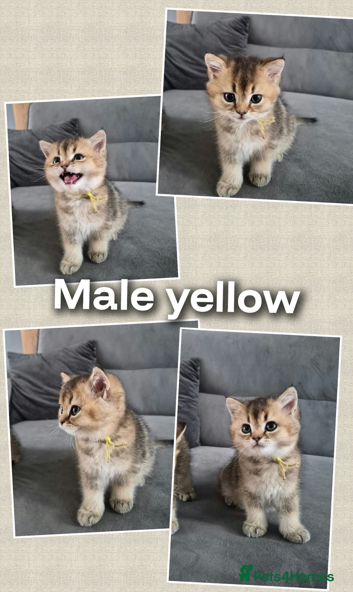 British Shorthair cats Golden British babies - Advert 17