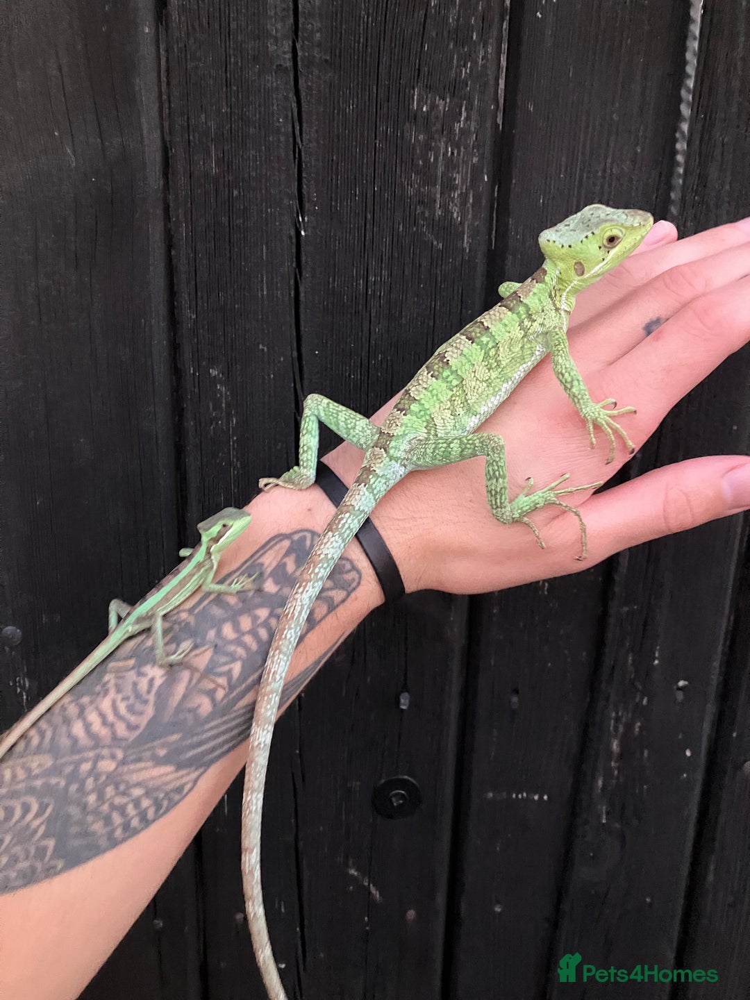 Iguana reptiles for sale: Eastern Casquehead & Hernandezs Helmeted Iguanas in Downham Market - Image 11