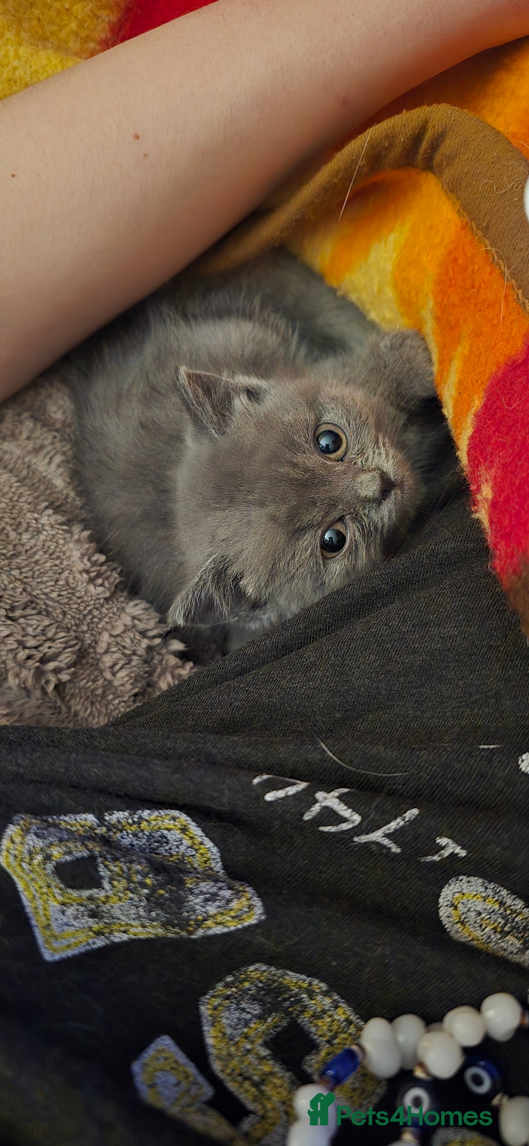 British Shorthair cats for sale: Adorable British Shorthairs. Ready 29/12. - Advert 4