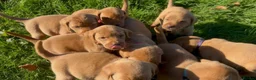 Labrador Retriever dogs for sale: Kc fox red Labrador puppy’s  - Advert 3