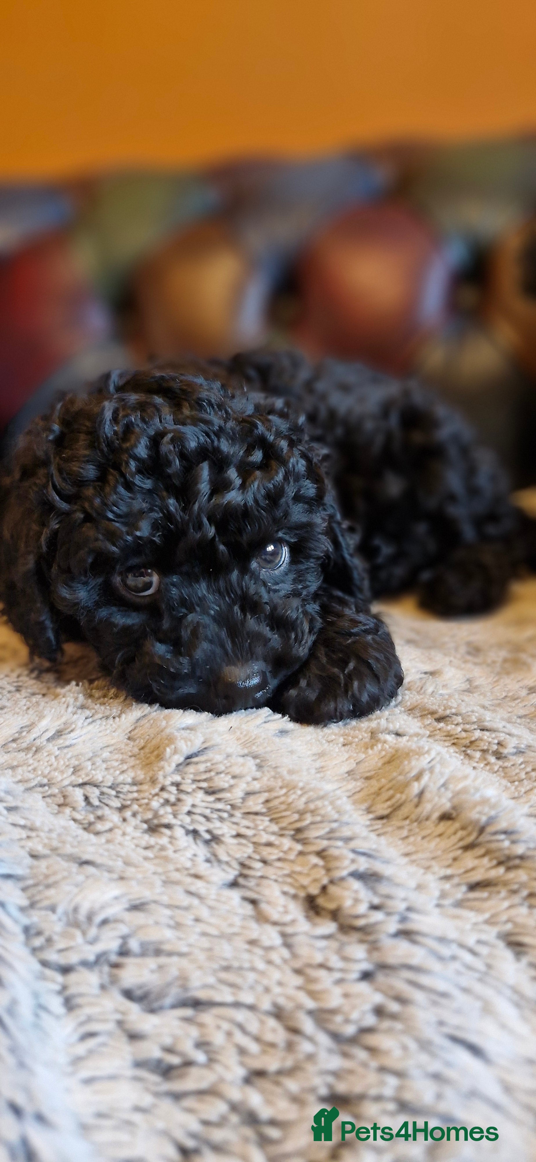 Cavapoo dogs Gorgeous f1b Cavapoo pups - Advert 7