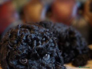 Cavapoo dogs Gorgeous f1b Cavapoo pups - Advert 7