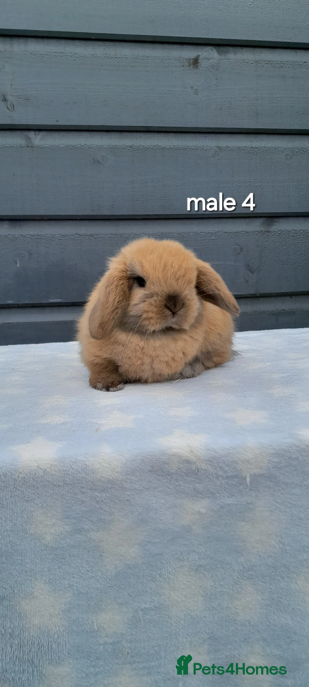 Mini Lop rabbits for sale: Purebred mini lop rabbits  - Advert 17