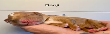 Benji