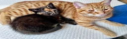 Mixed Breed cats for sale: Amiable bengal&tabby mixed kittens - Advert 7