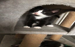 Domestic Shorthair cats for sale: 5 Beautiful kittens for sale  - Image 10