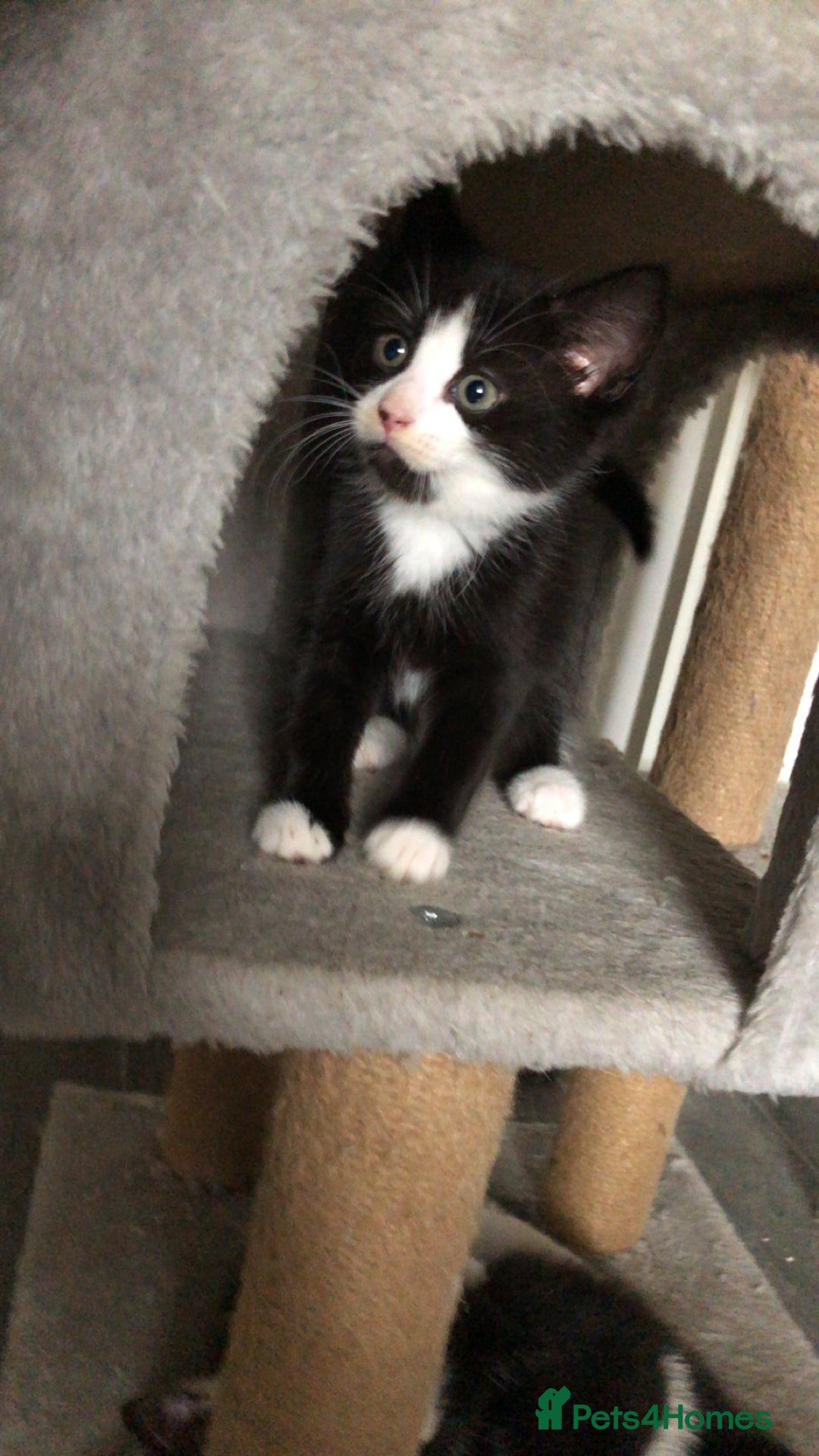 Domestic Shorthair cats for sale: 5 Beautiful kittens for sale  - Image 10