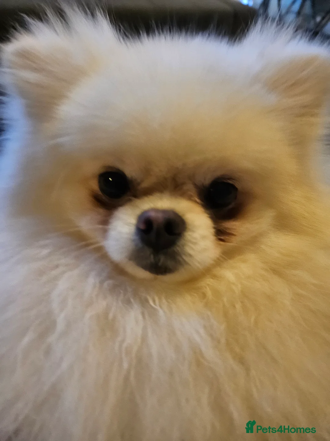 Pomeranian dogs for stud: BEAUTIFUL KC REG.KOREAN POM.BOY OPEN FOR STUD💙 in Bolton - Advert 5