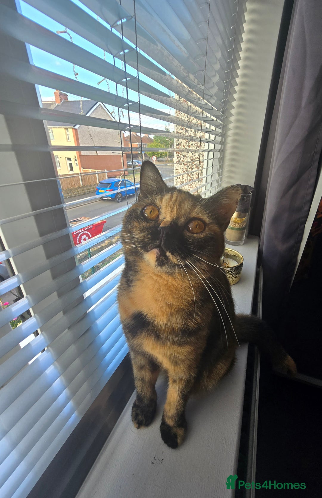 British Shorthair cats for sale: Looking forever home 🏡 😍  - Image 7