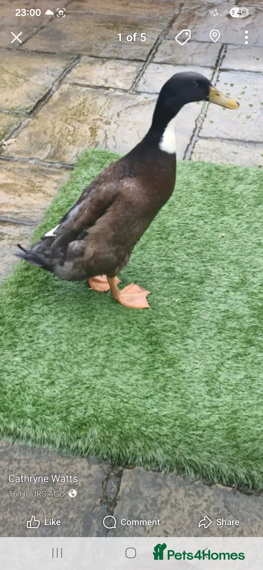 Ducks poultry for sale: Indian runner duck - Advert 3