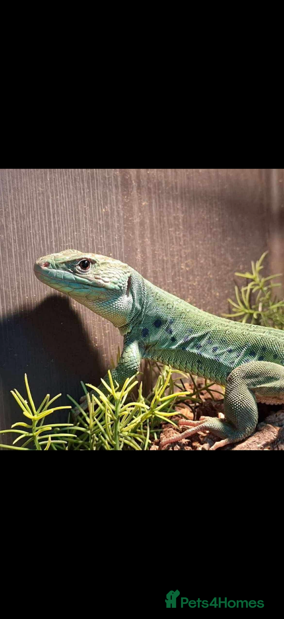 Lizard reptiles Jewelled Lacerta + full setup for sale  - Advert 18