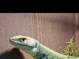 Lizard reptiles Jewelled Lacerta lizard for sale - Advert 12