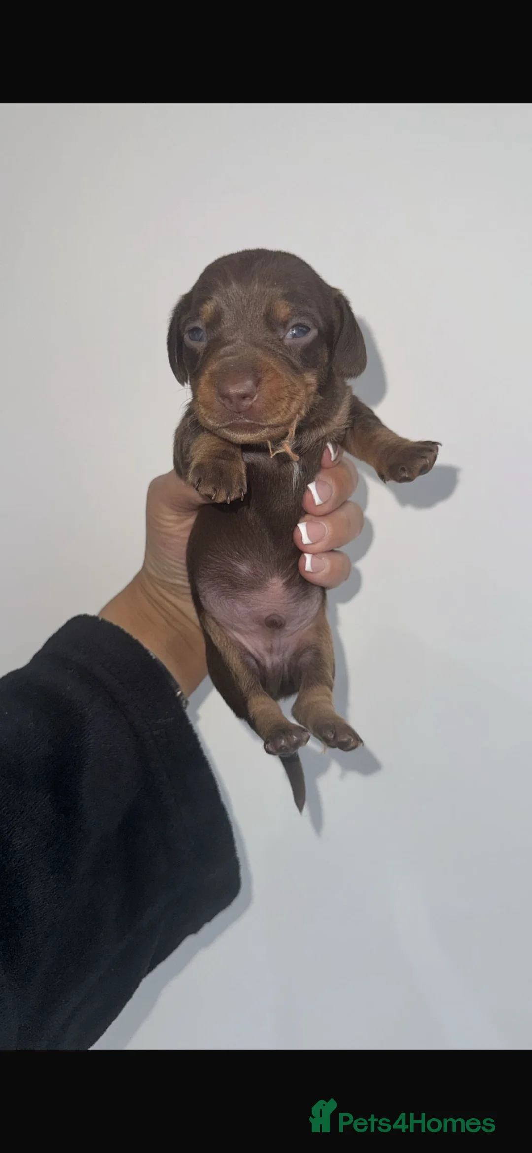 Miniature Dachshund dogs for sale: Miniature dachshunds  - Advert 2