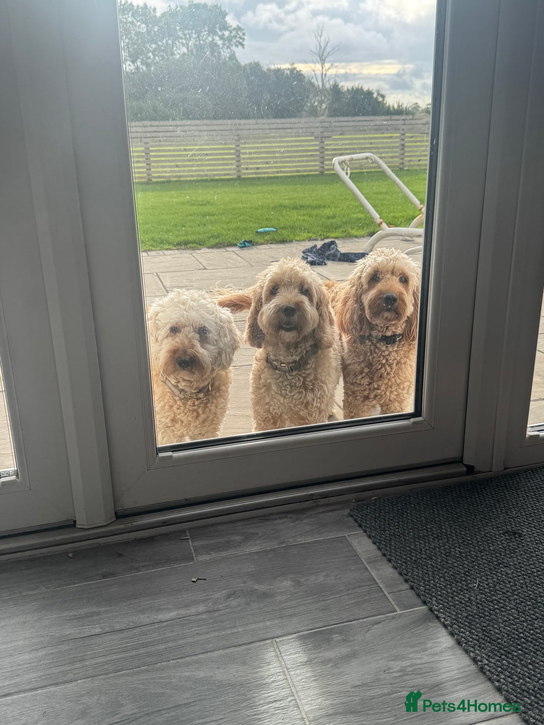 Cockapoo dogs for sale: F1 Cockapoo puppies  - Image 15