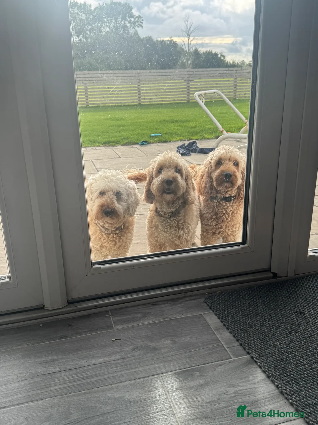 Cockapoo dogs for sale: Cockapoo Puppy  - Advert 16