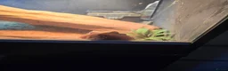 Bearded Dragon reptiles for sale: Two Bearded dragons - Advert 3