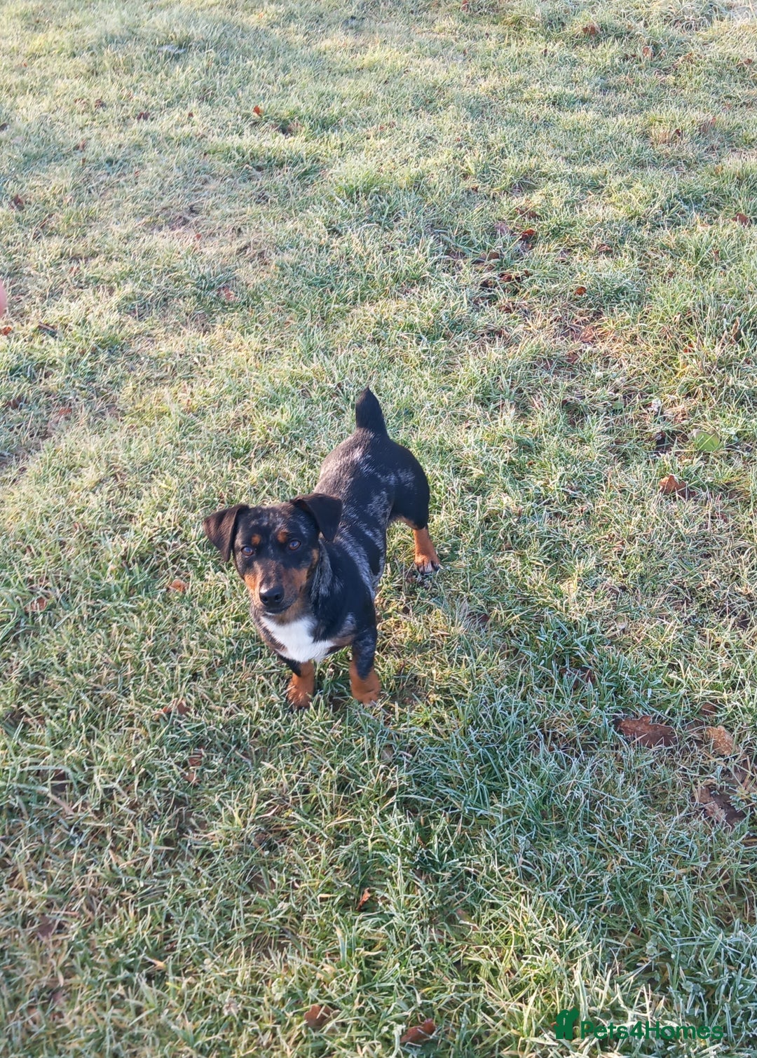 Jack Russell dogs for sale: Beautiful Girl Spayed 2yo Jrt💕🐾 - Advert 3