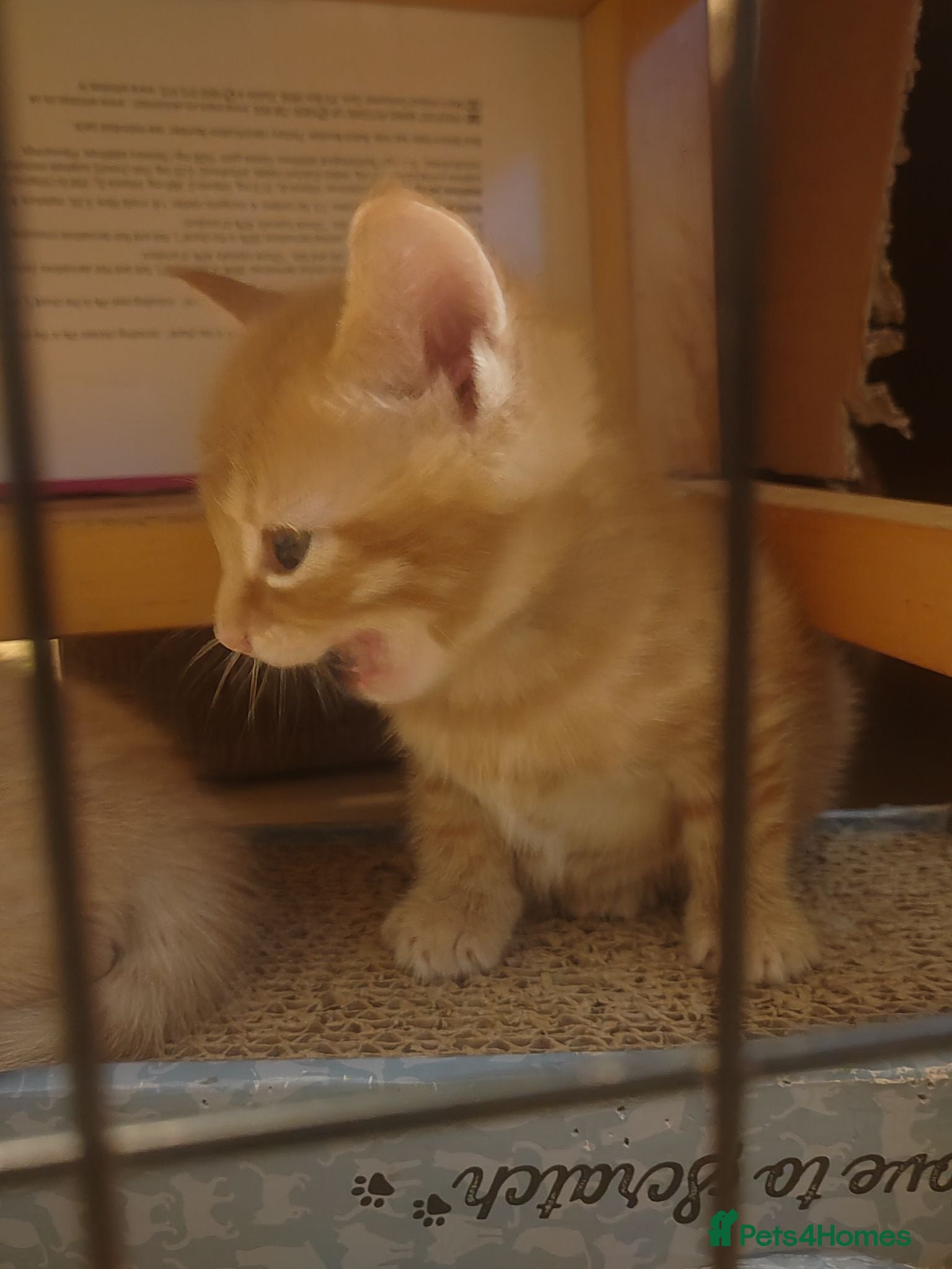 Mixed Breed cats Adorable kittens are looking for lovely home  - Advert 2