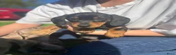 Miniature Dachshund dogs for sale: true tiny dachshunds! - Advert 4