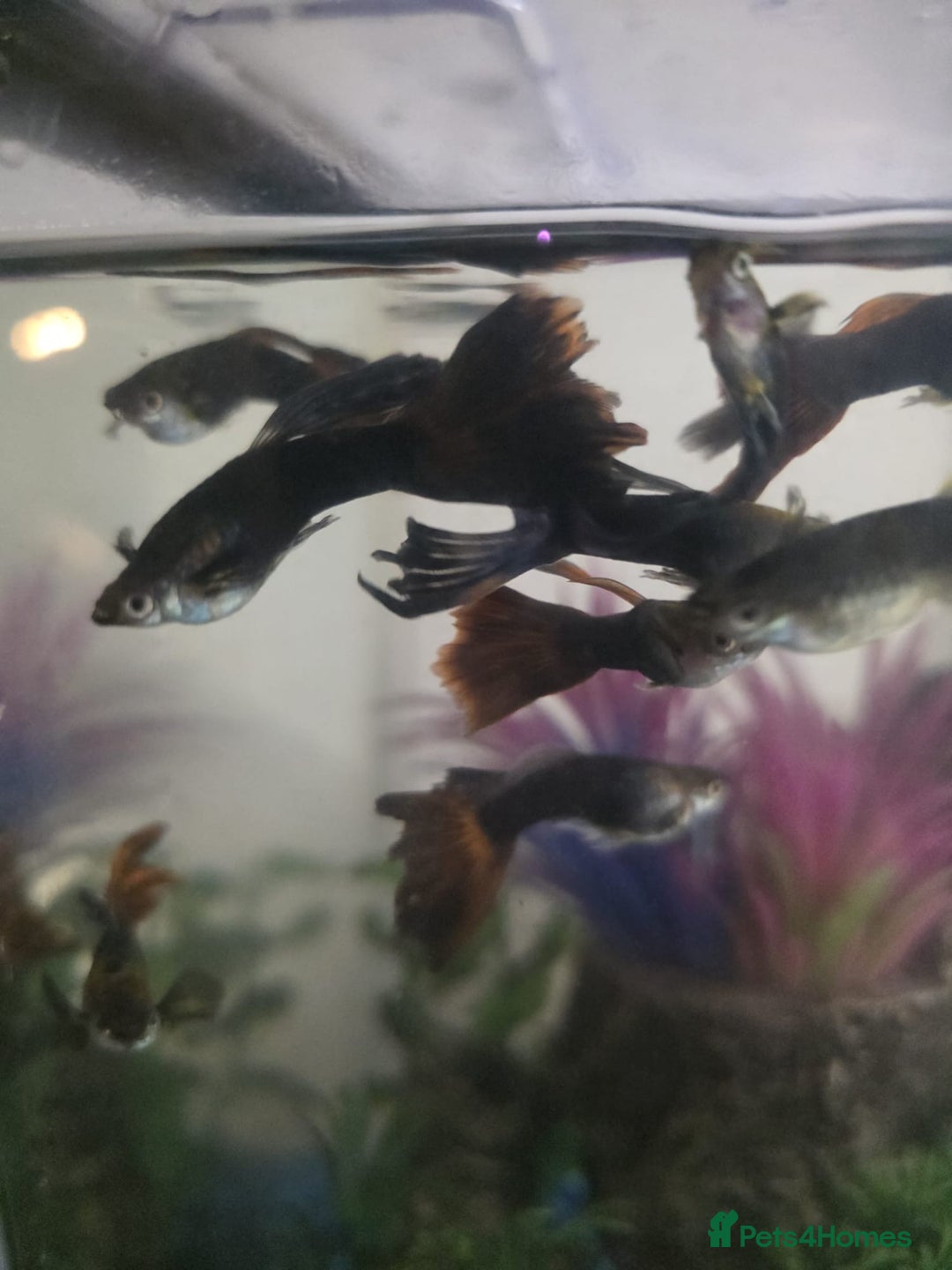 Mollies fish for sale: Christmas guppies for sale - Advert 9