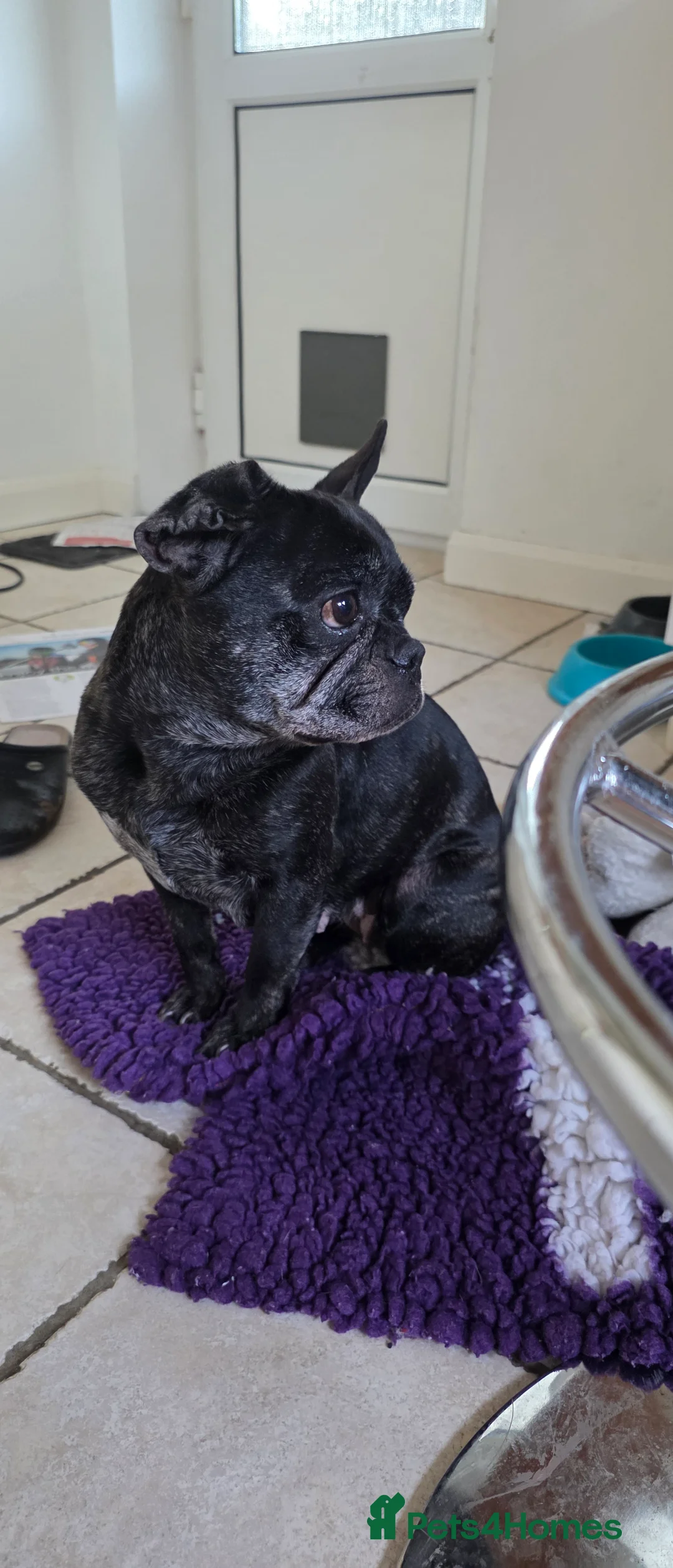 French Bulldog dogs for sale: Kc french bulldog - Advert 3