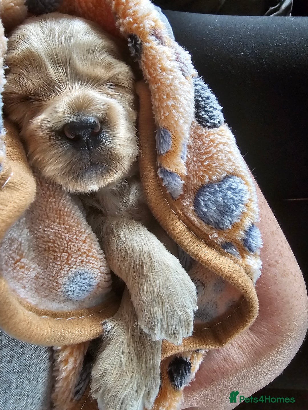 Cockapoo dogs for sale: 4 beautiful cockapoo puppies - Image 5