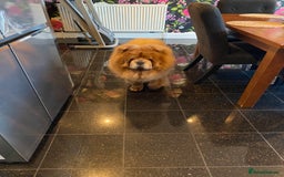 Chow Chow dogs for sale: Loving chow chow looking for a new home - Image 8