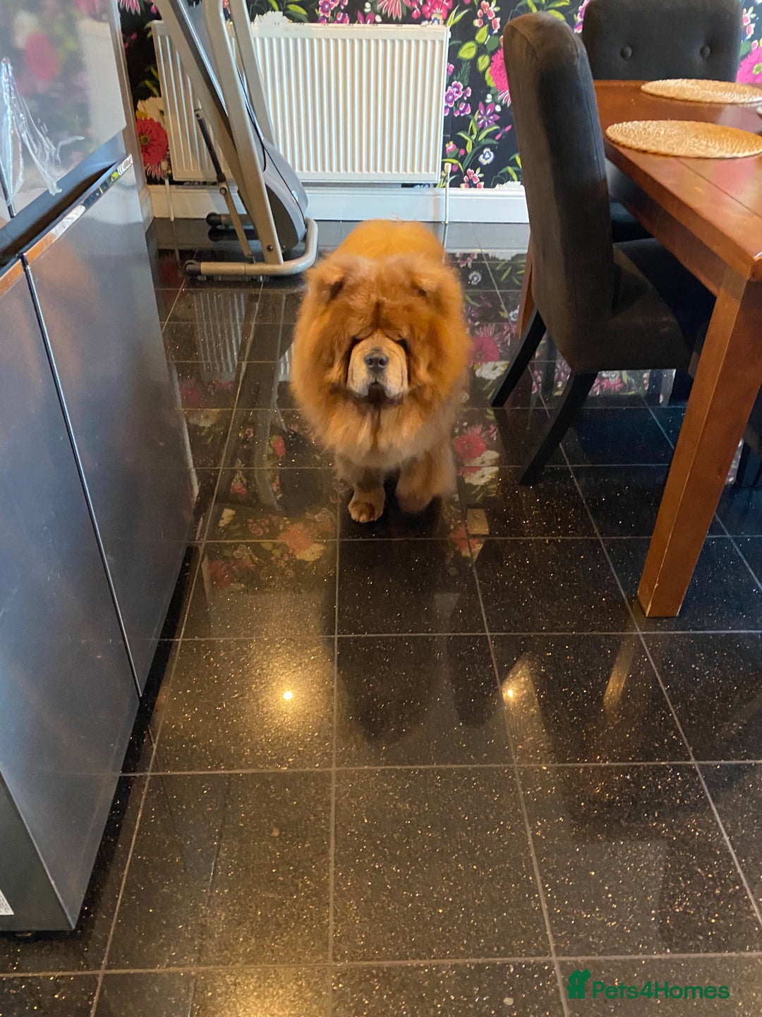 Chow Chow dogs for sale: Loving chow chow looking for a new home - Image 8