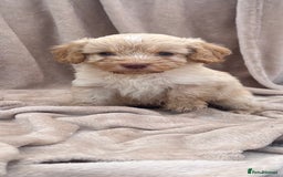 Cockapoo dogs for sale: Beautiful cockerpoo puppies F1  - Image 13