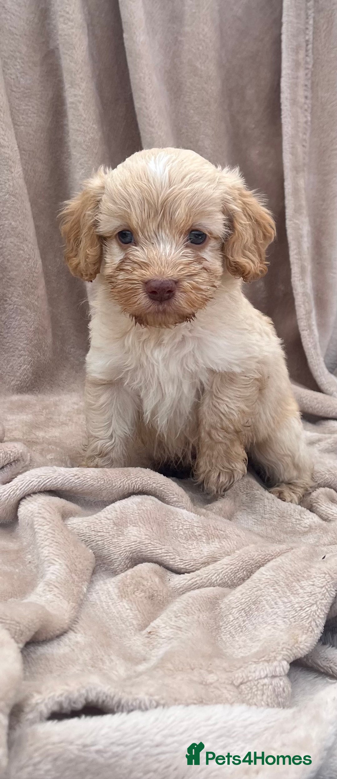 Cockapoo dogs for sale: Beautiful cockerpoo puppies F1  - Image 13