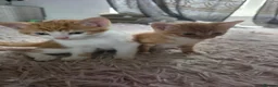 Mixed Breed cats for sale: Beautiful Litter of kittens - Advert 6