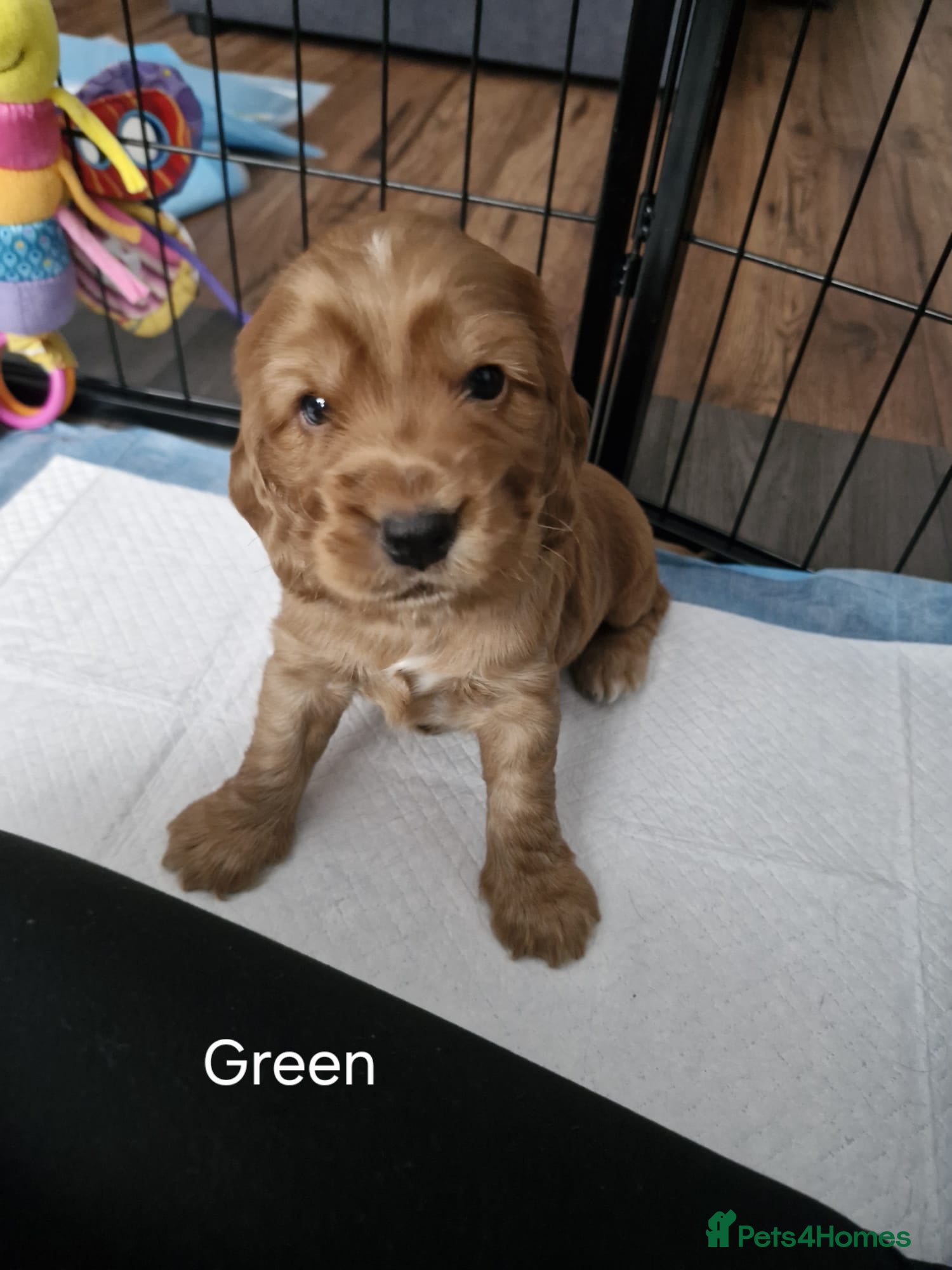 Cocker Spaniel dogs for sale: Show Cocker Spaniels Puppies in Witney - Advert 4