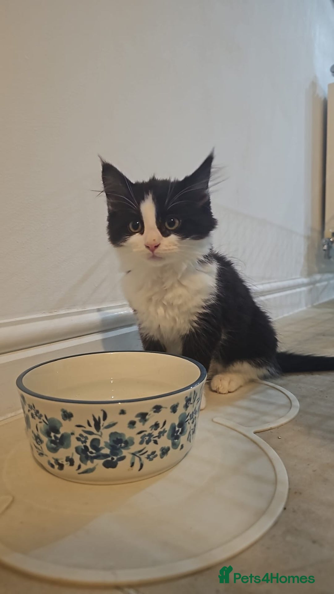 Domestic Shorthair cats for sale: 2 fluffy boys left - Advert 3