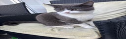 Domestic Shorthair cats for sale: Grey and white kitten  - Advert 1